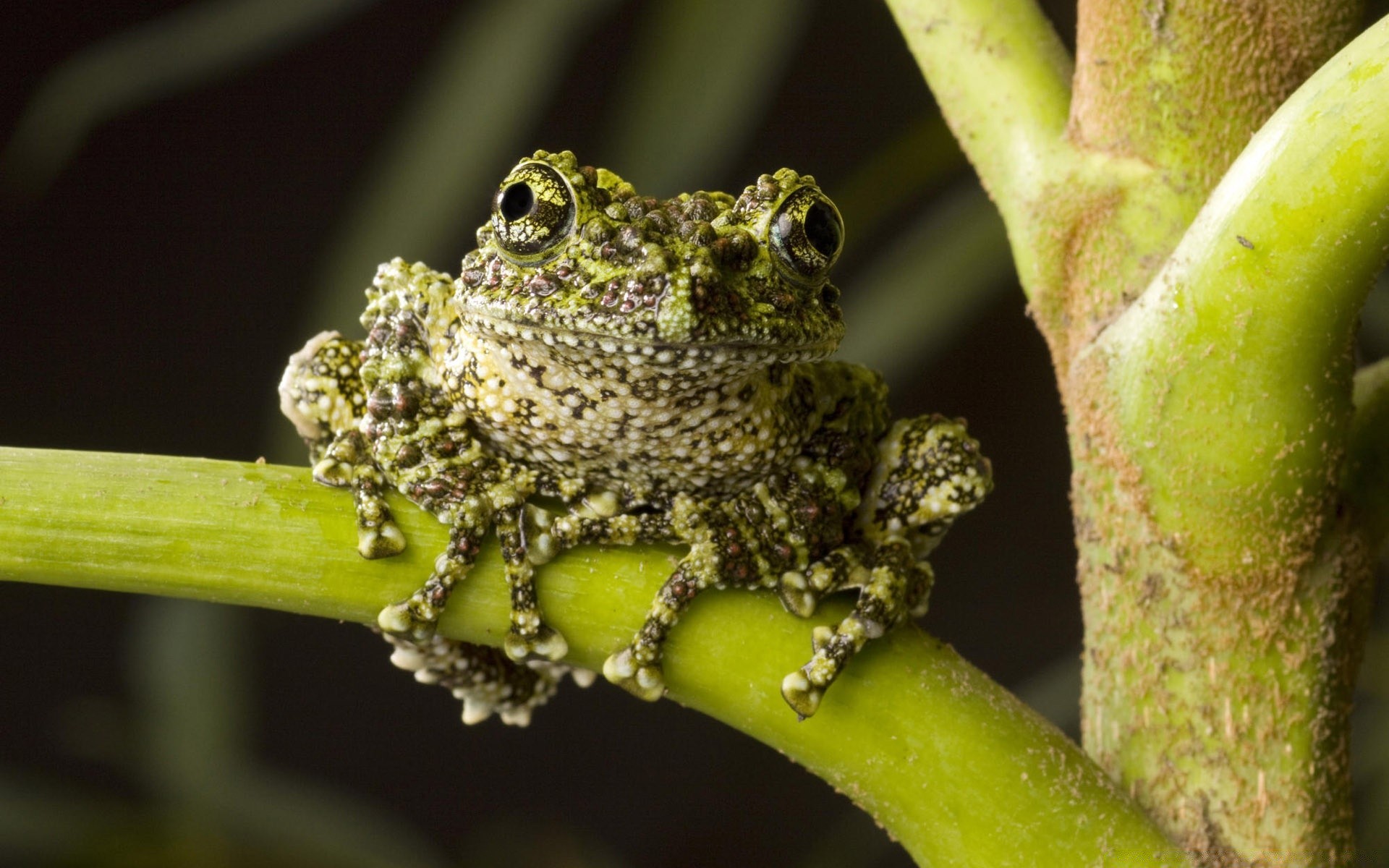 reptiles et grenouilles nature feuille faune à l extérieur grenouille animal peu invertébrés insecte arbre forêt tropicale camouflage flore gros plan