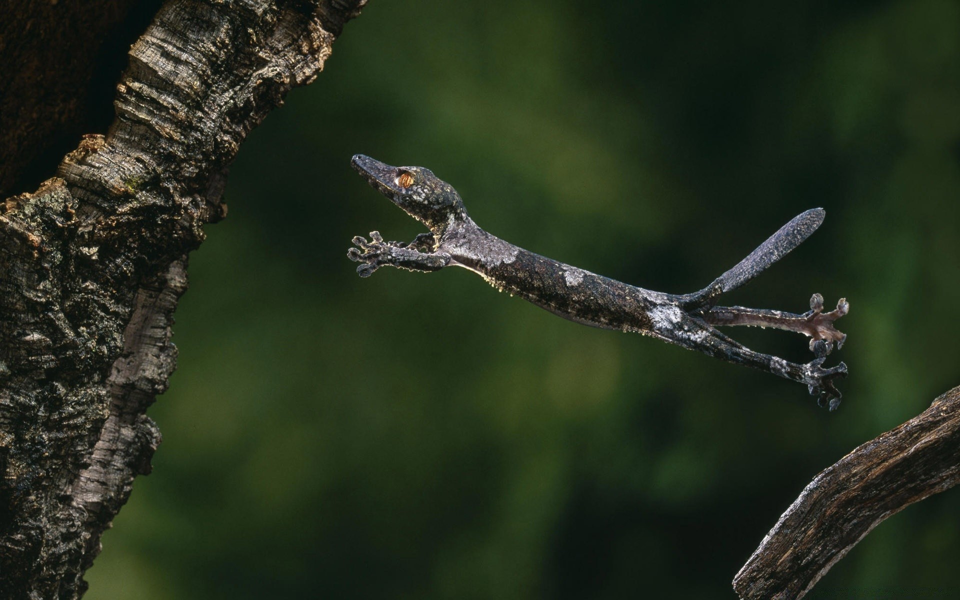 rettili e rane fauna selvatica albero uccello all aperto natura insetto legno animale invertebrati luce del giorno lucertola uno vista laterale gazebo