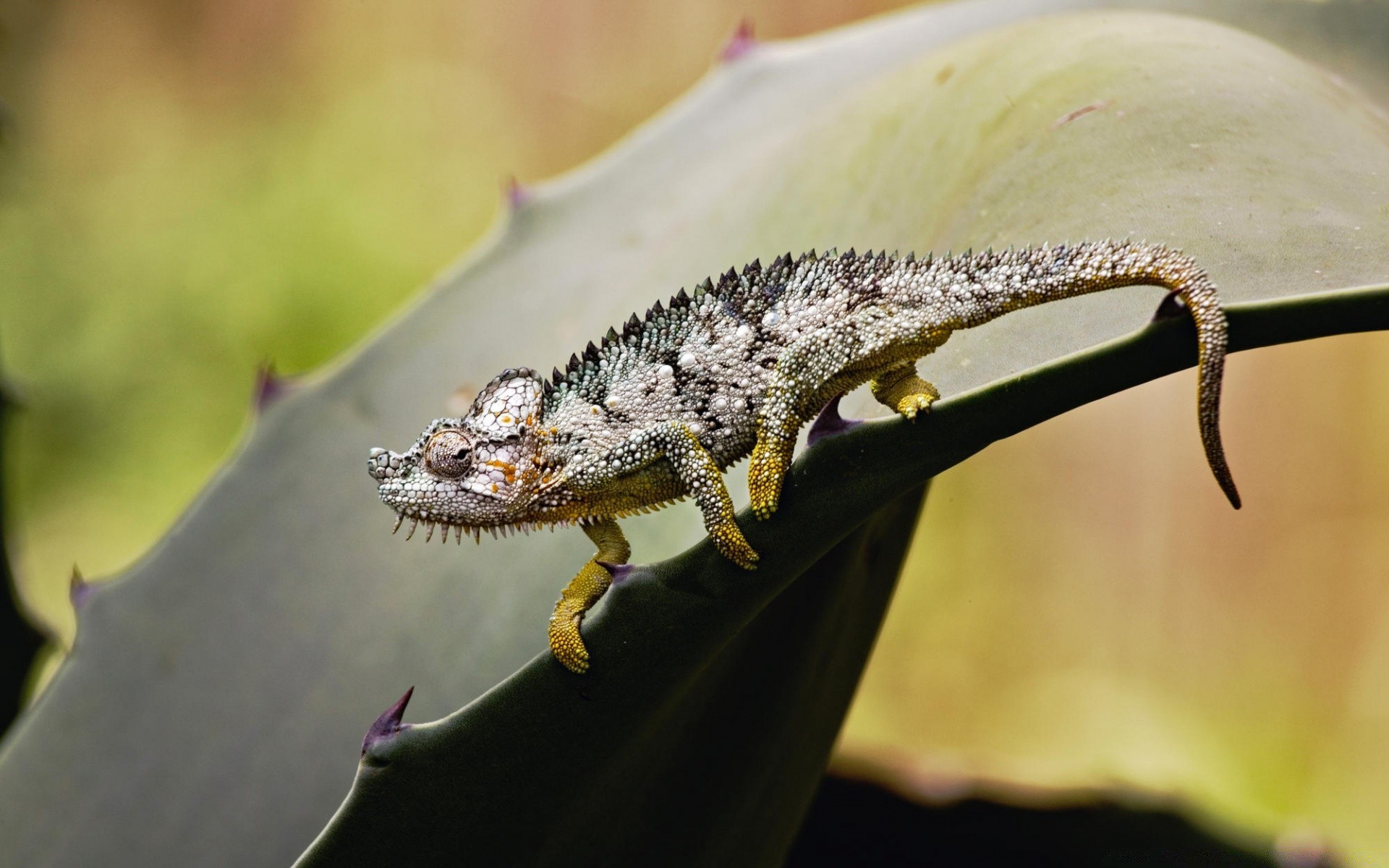 reptiles et grenouilles nature lézard faune animal en plein air gazebo