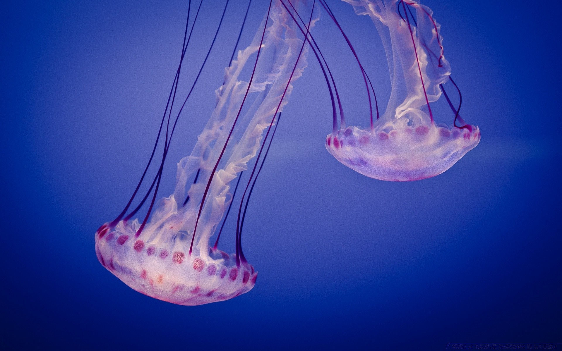 amphibians underwater jellyfish aquarium desktop biology color science sea wave fish