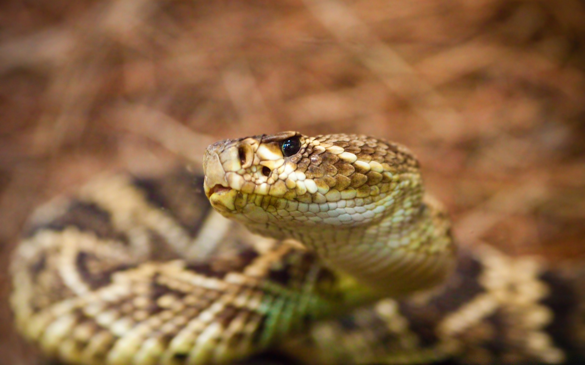 reptiles y ranas serpiente gazoo vida silvestre veneno naturaleza veneno viper animal boa serpiente de cascabel zoología pitón mortal herpetología peligro salvaje biología depredador tóxico