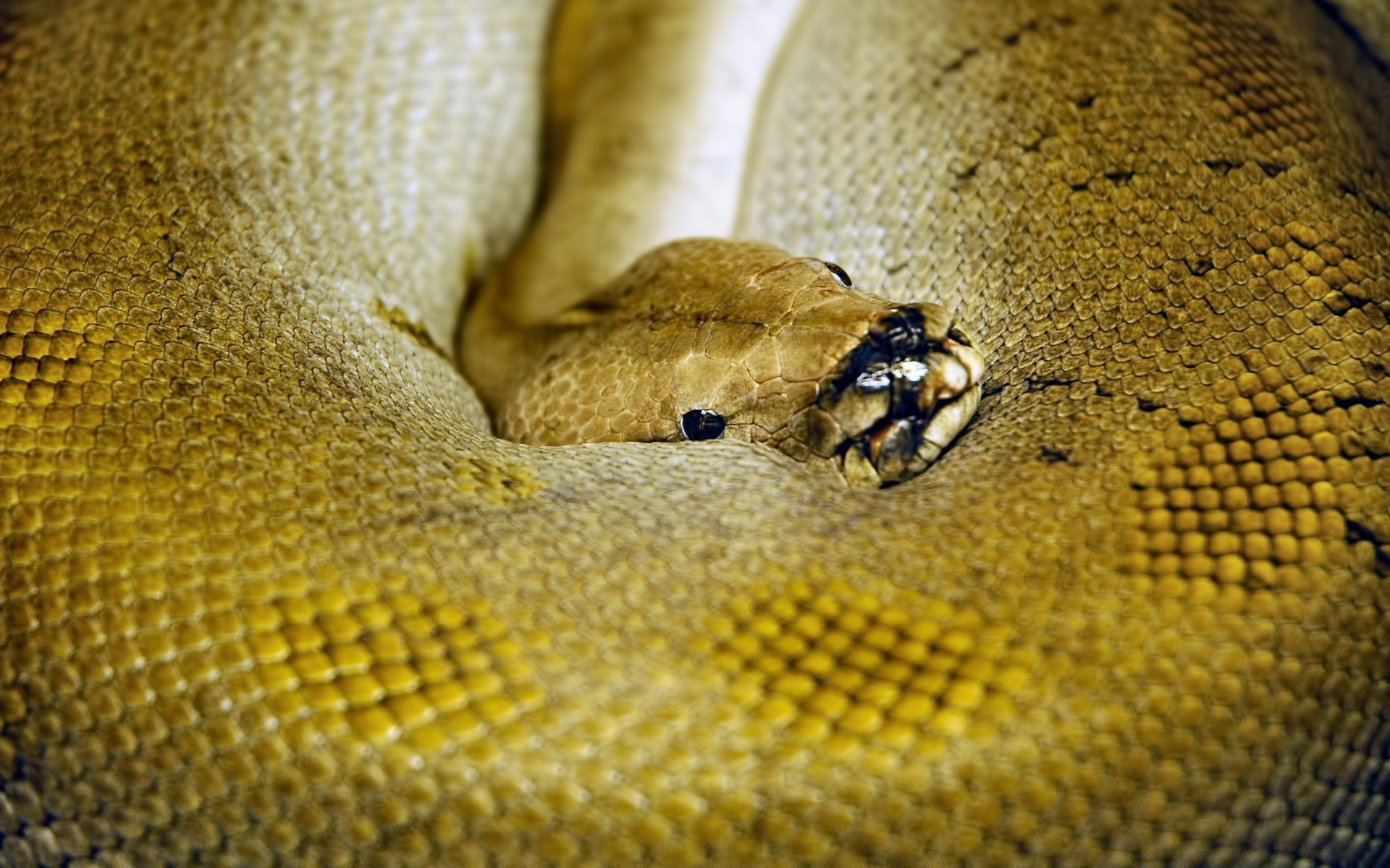 répteis e rãs cobra pitão réptil vida selvagem animal natureza abelha viper boa padrão escala desktop cascavel close-up textura inseto zoologia biologia pele