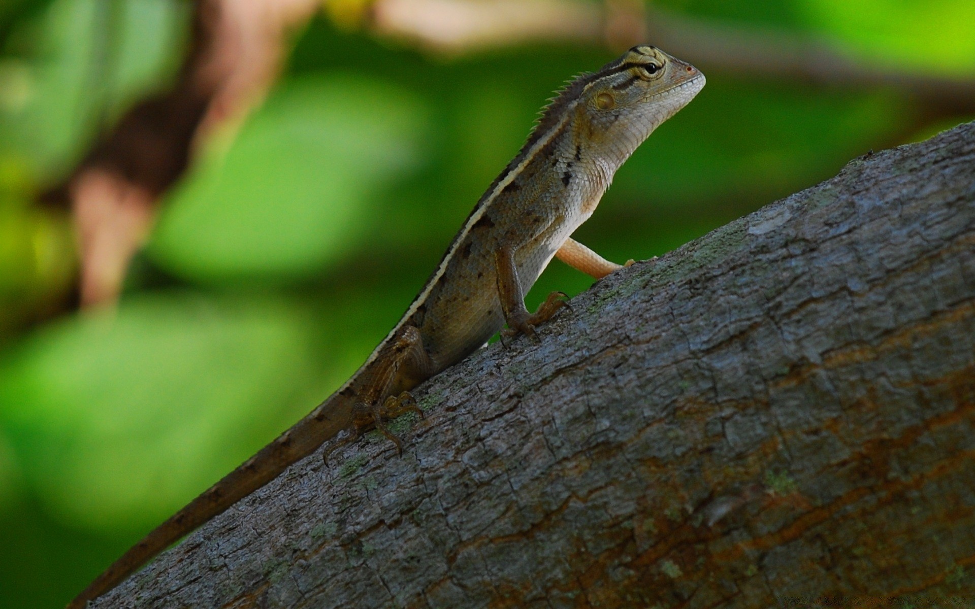 répteis e rãs natureza vida selvagem lagarto ao ar livre gadanha madeira único animal árvore folha selvagem