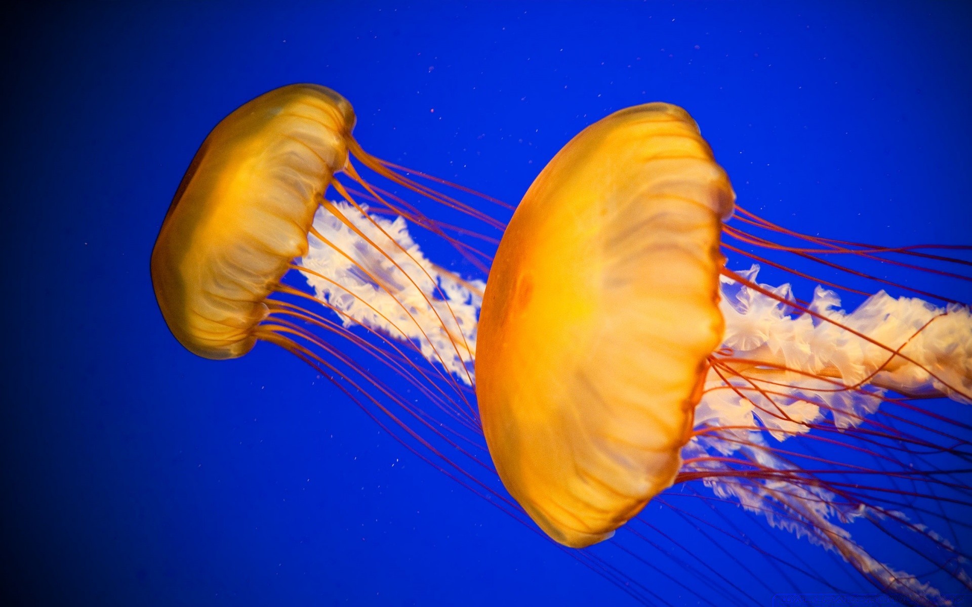 animais marinhos debaixo d água água-viva natureza área de trabalho aquário cor tropical