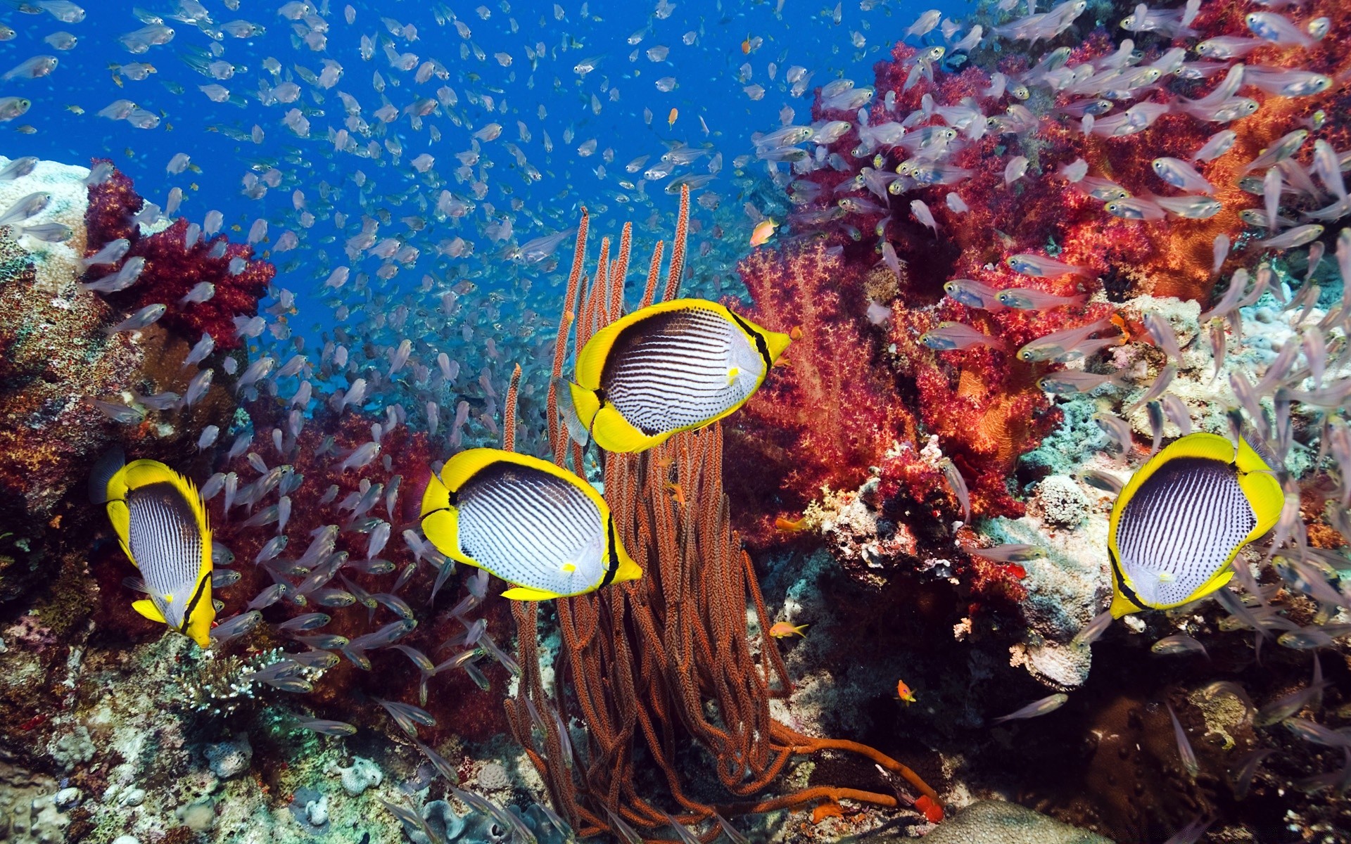 морские животные подводный рыбы коралловый тропический океан риф море воды морской дайвинг беспозвоночных водный природа скуба снорклинг экзотические соленой воды экосистемы цвет