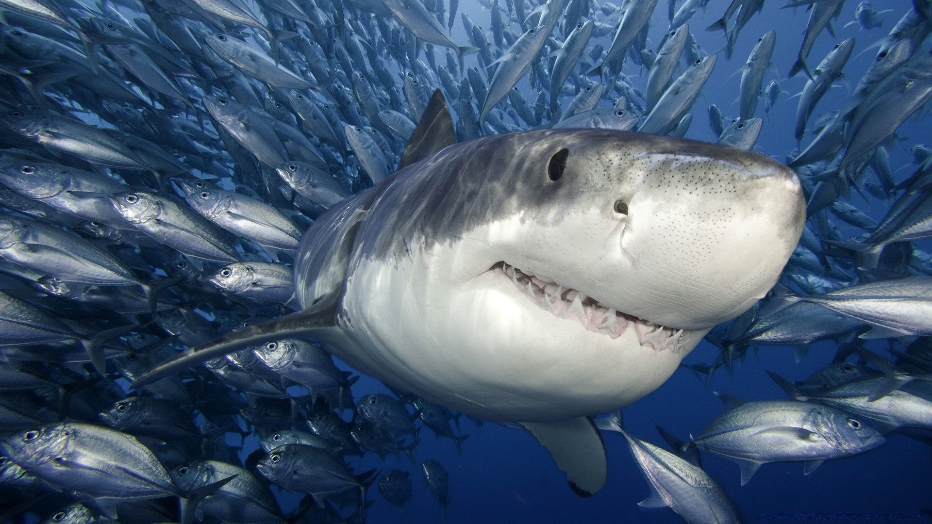 animales marinos peces bajo el agua tiburón océano agua mar natación marina vida silvestre acuático