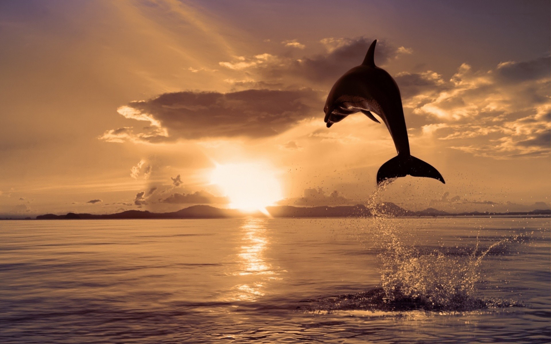 animaux marins coucher de soleil eau aube océan soleil mer soir ciel crépuscule plage