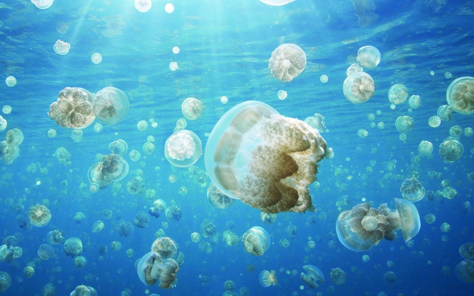 морские животные подводный медузы рыбы морской океан воды плавание аквариум море коралловый рабочего стола дайвинг пузырь водный бирюза тропический риф глубокий природа мокрый