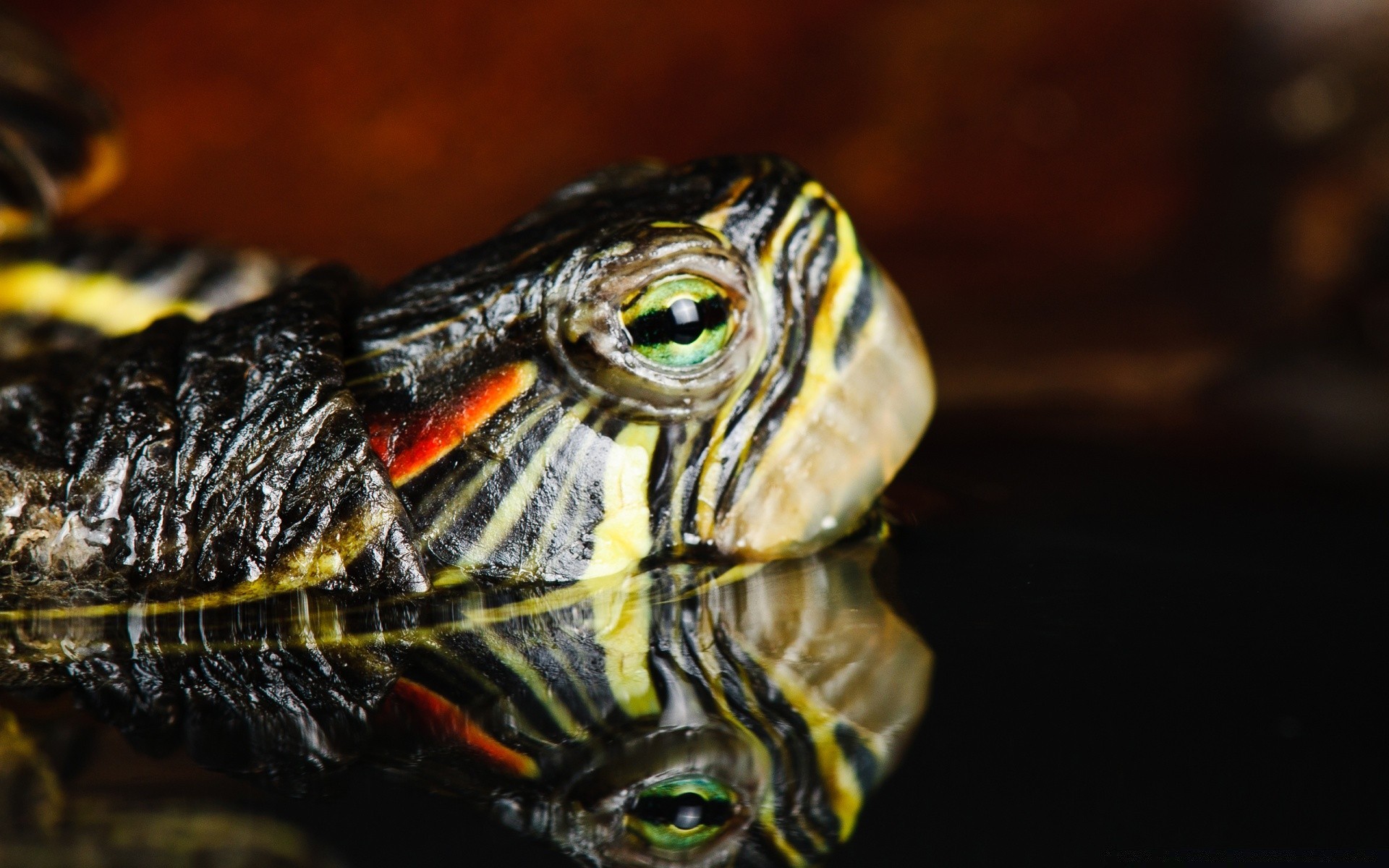 répteis e rãs tartaruga gadanheira tartaruga lento concha vida selvagem sozinho anfíbio animal natureza animal de estimação skidder armadura biologia debaixo d água