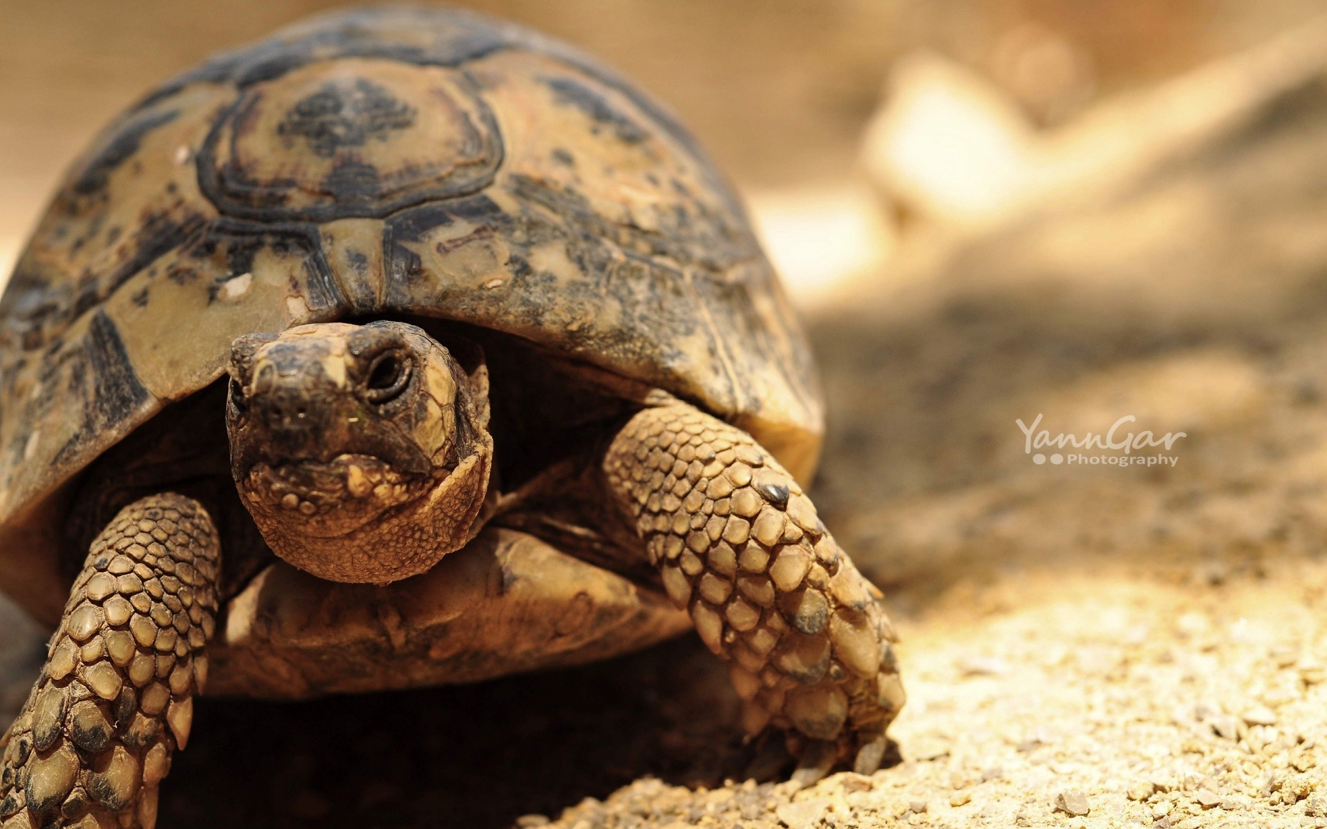 reptilien und frö her schildkröte schildkröte gazoo langsam schale natur rüstung tierwelt tier hart ein zoologie amphibie wild schild traktorschlepper