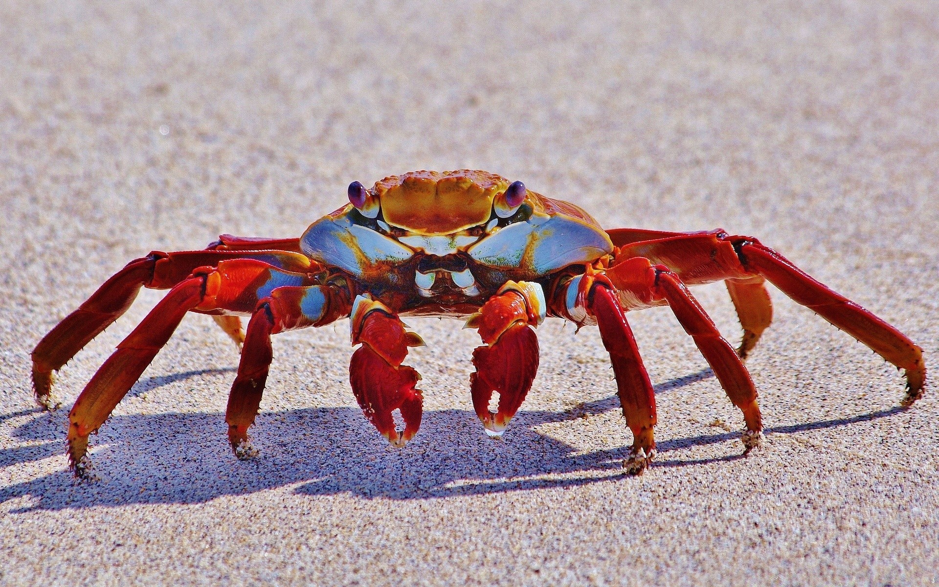 amphibians crab invertebrate crustacean sand beach claw shell shellfish sea one nature seashore daylight outdoors ocean wildlife lobster insect