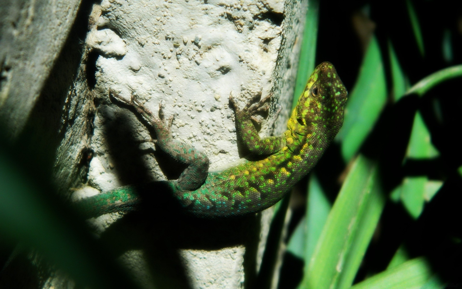 reptiles et grenouilles gazebo lézard nature à l extérieur un