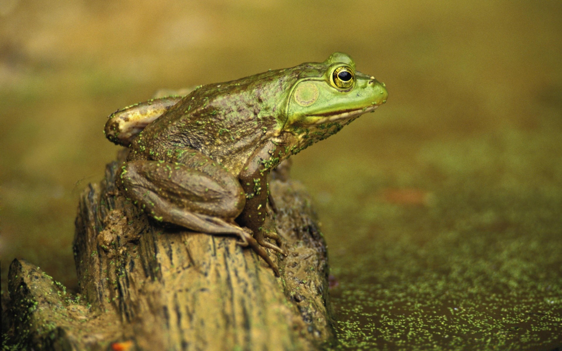 reptiles et grenouilles grenouille nature amphibiens la faune à l extérieur animal bois gazebo arbre sauvage feuille environnement