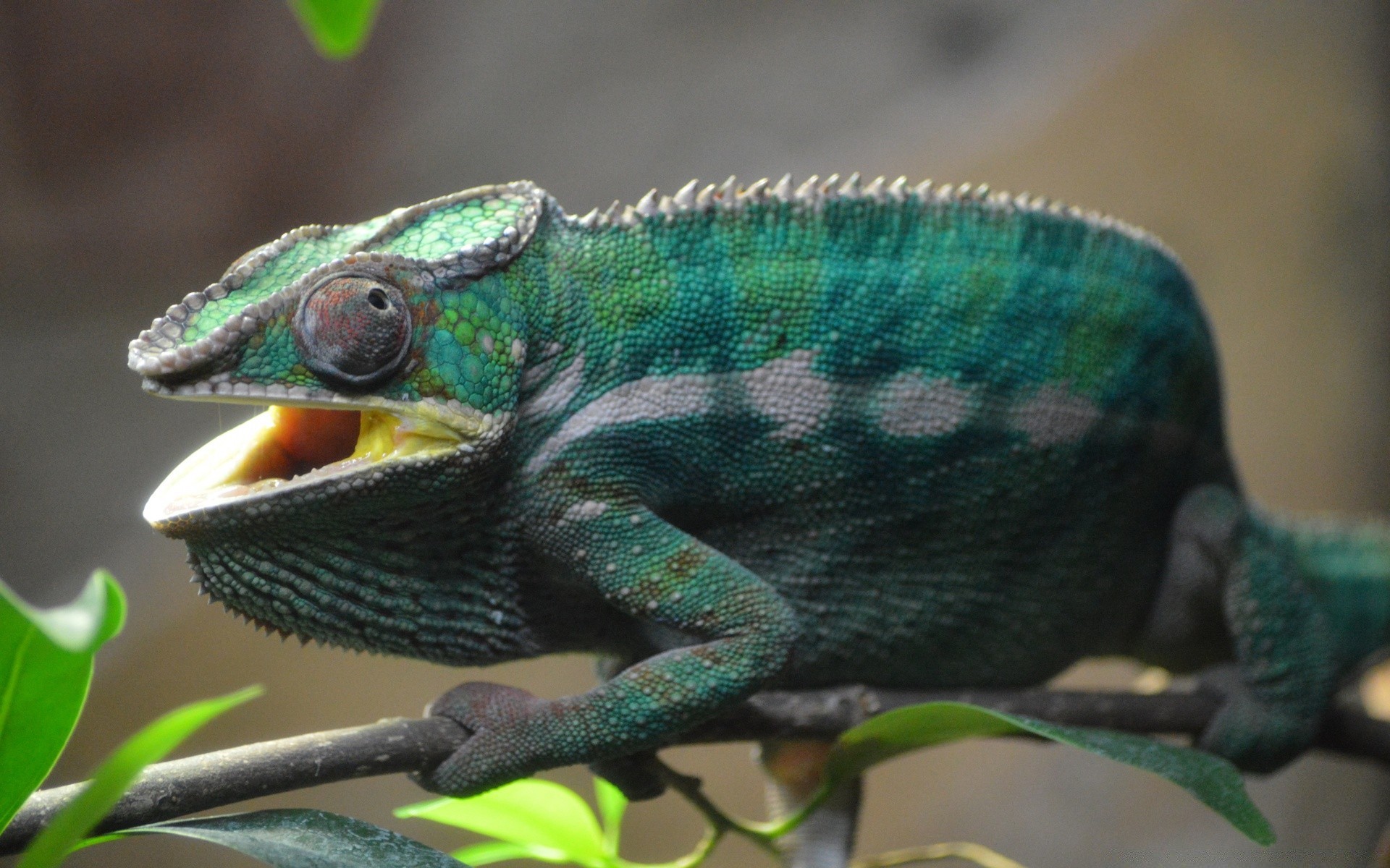 reptiles and frogs lizard reptile chameleon wildlife nature dragon tropical zoo animal color pet exotic rainforest