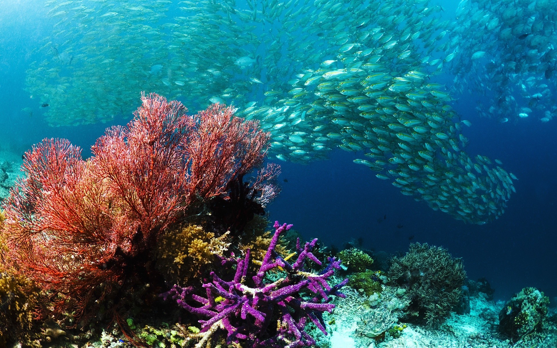 море вода рыбы кораллы бесплатно