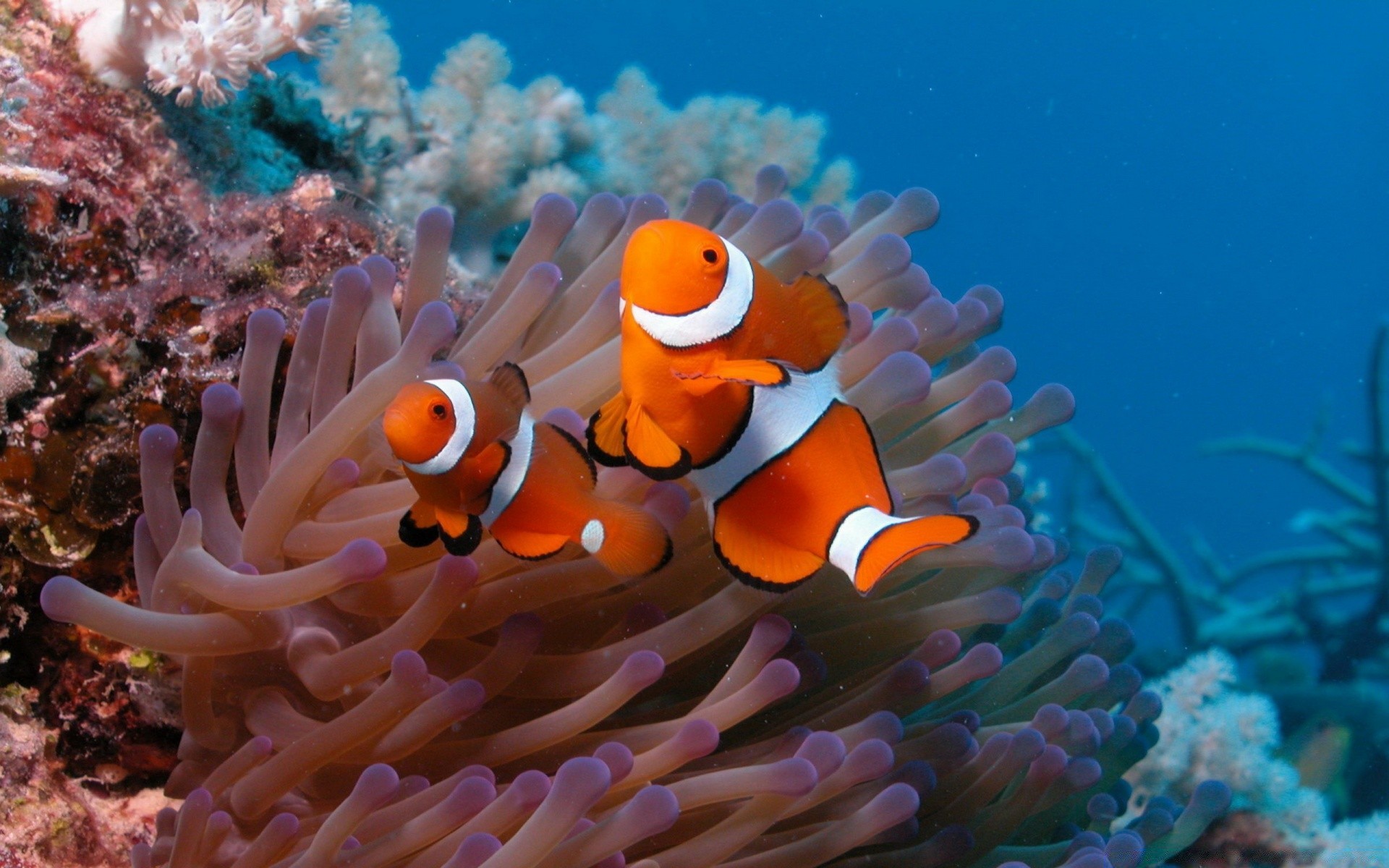 animais marinhos debaixo d água coral peixes recife invertebrados anêmona oceano mergulho mar fuzileiro naval vida selvagem submarino mergulho aquário natação água salgada água água tropical animal