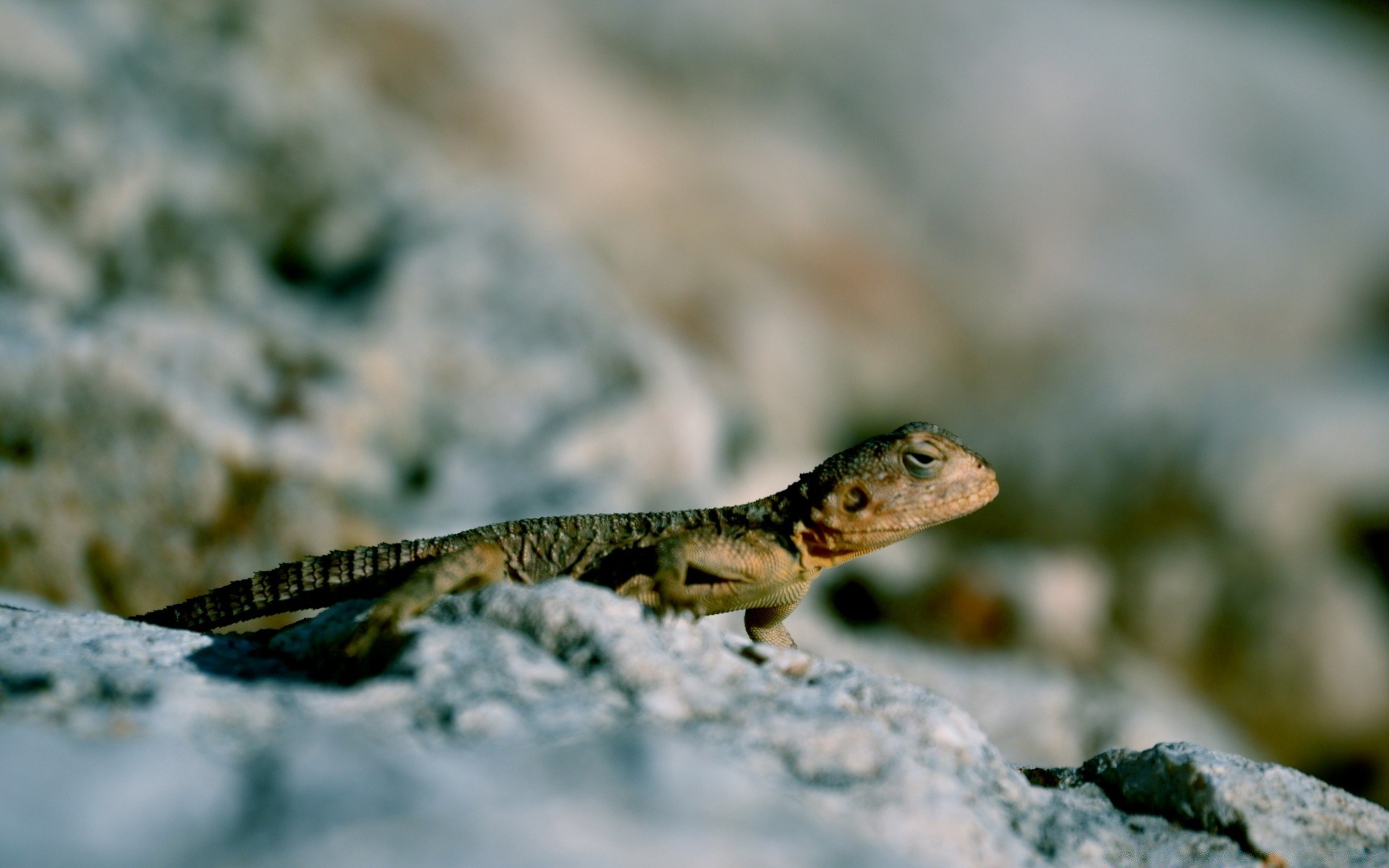 reptiles y ranas lagarto naturaleza gazoo al aire libre vida silvestre animal roca salvaje agua