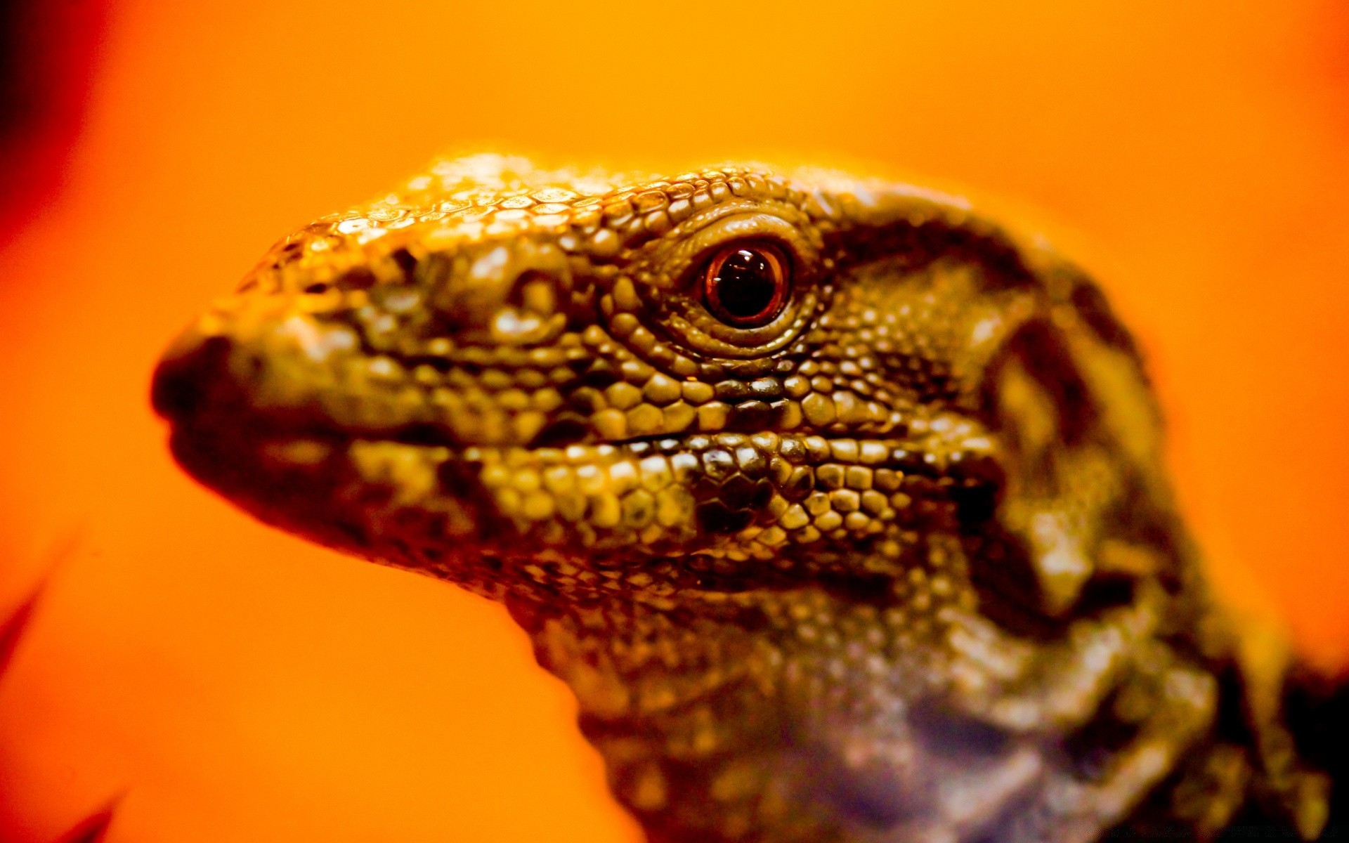 reptiles et grenouilles gazebo lézard faune nature animal portrait dragon unique zoo échelle exotique tropical tête