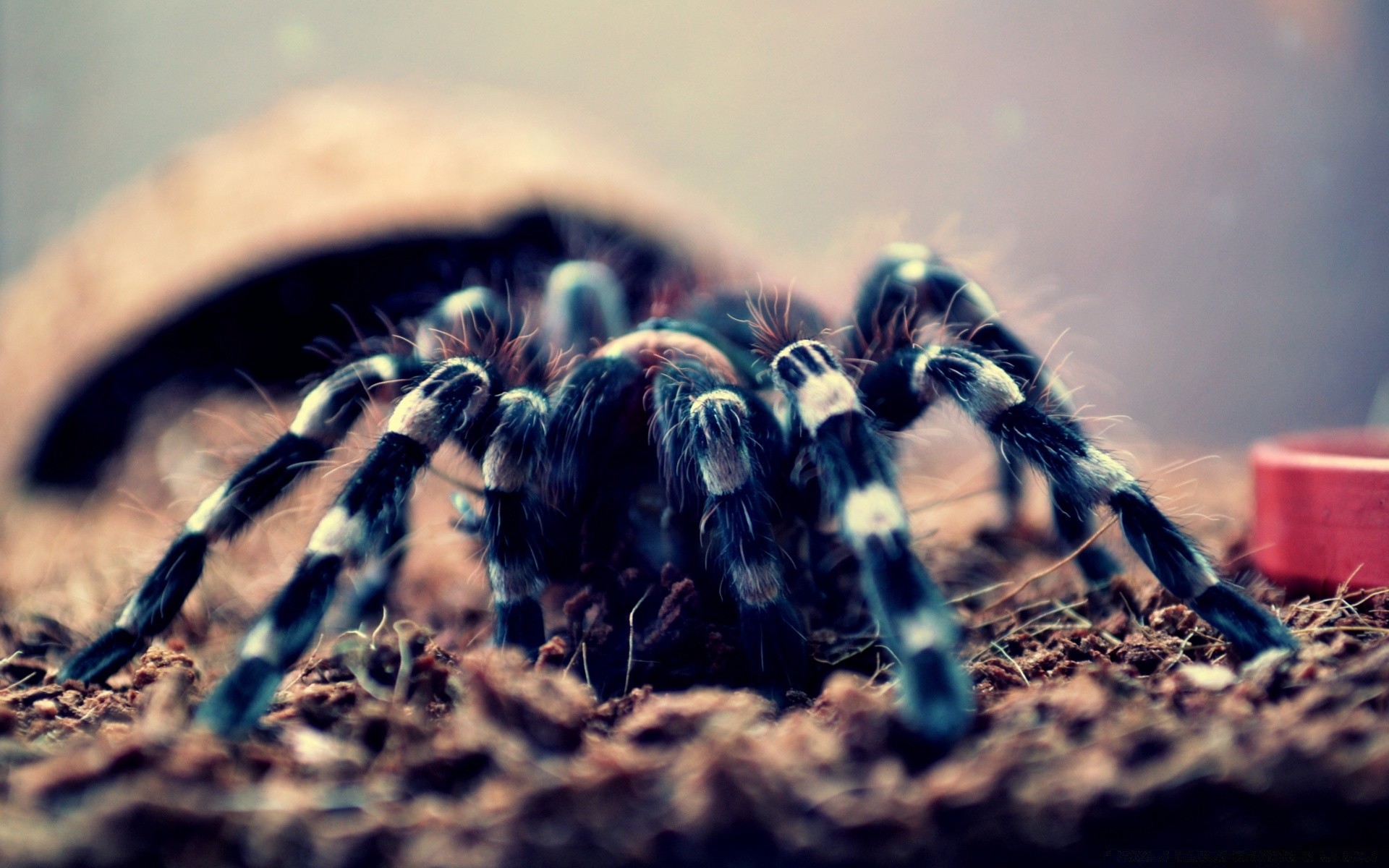 reptilien und frösche spinne insekt unschärfe im freien natur tageslicht sonnenuntergang wirbellose dämmerung spinnentiere tierwelt tier sonne