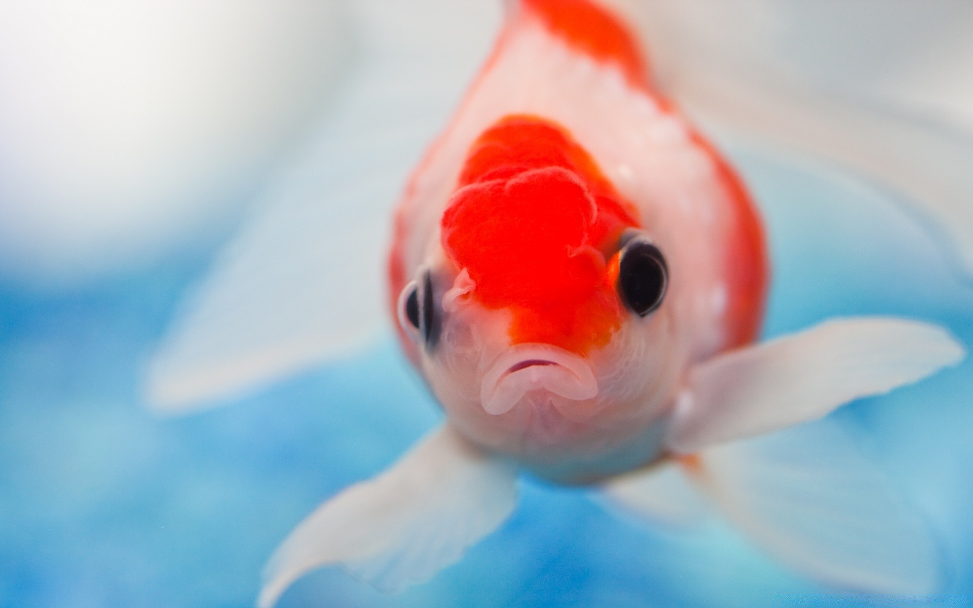 animais marinhos debaixo d água água natação peixes sozinho natureza borrão flor criança