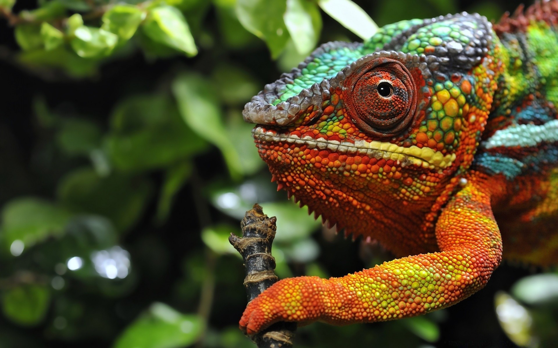 gady i żaby natura jaszczurka gadzina dzika przyroda zwierzę tropikalny las deszczowy zoo na zewnątrz smok kolor kameleon dżungla drzewo zbliżenie