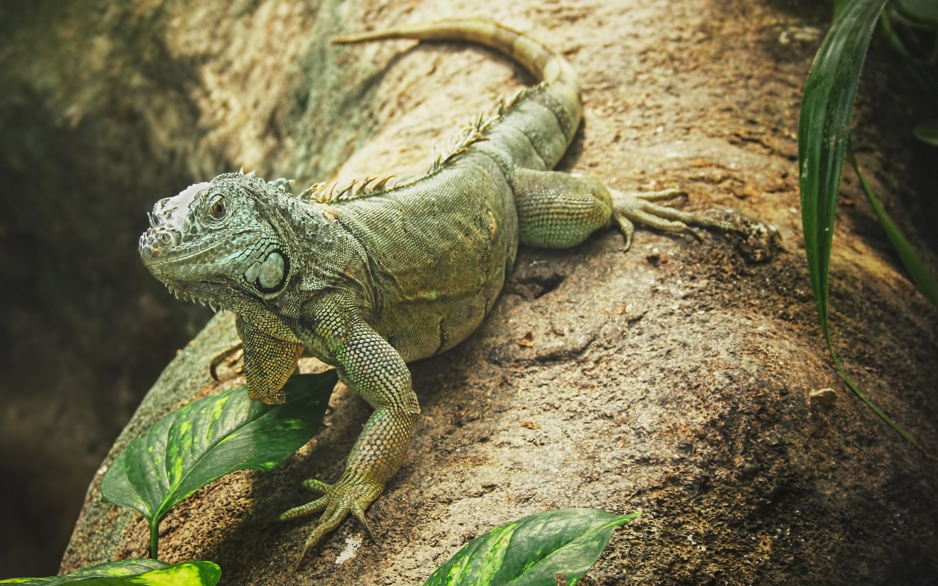 répteis e rãs lagarto lagarto natureza animal vida selvagem tropical dragão selvagem jardim zoológico exótico escala animal de estimação close-up ambiente vertebrados cor