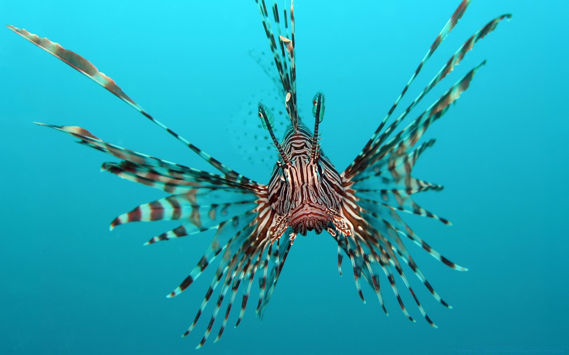 animais marinhos debaixo d água peixes natureza oceano mar água vida selvagem tropical animal invertebrados natação fuzileiro naval