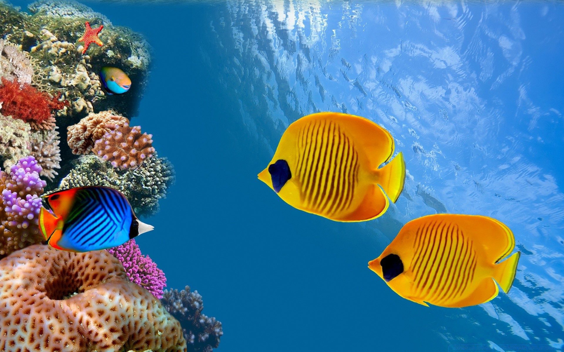 animais marinhos debaixo d água peixes oceano tropical coral água mar natureza natação recife invertebrados fuzileiro naval mergulho snorkeling profundo viagens ao ar livre água férias