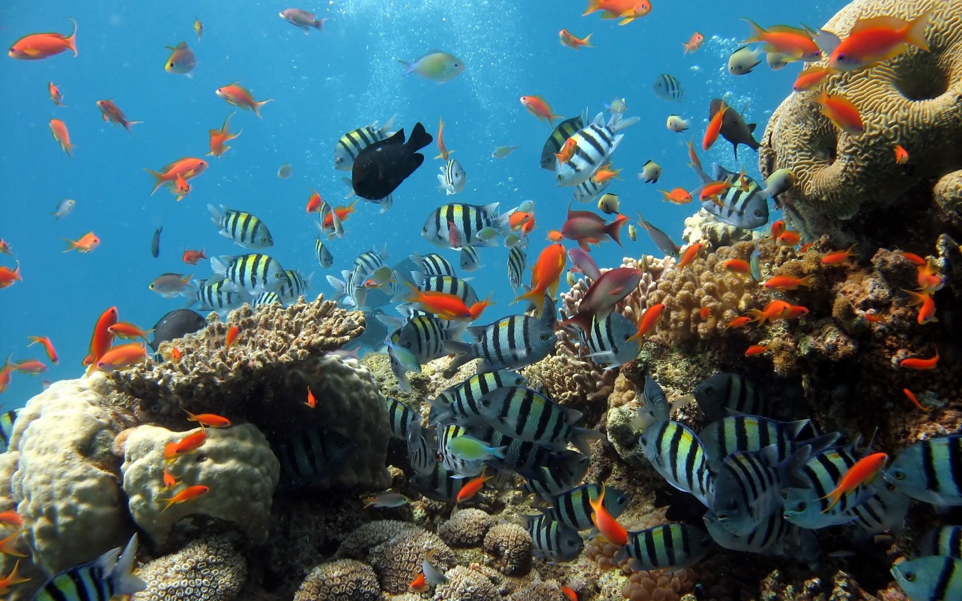 meerestiere unterwasser fische aquarium korallen riff marine tropisch schwimmen ozean goldfisch wasser meer tauchen wasser scuba ökosystem salzwasser exotisch tief u-boot