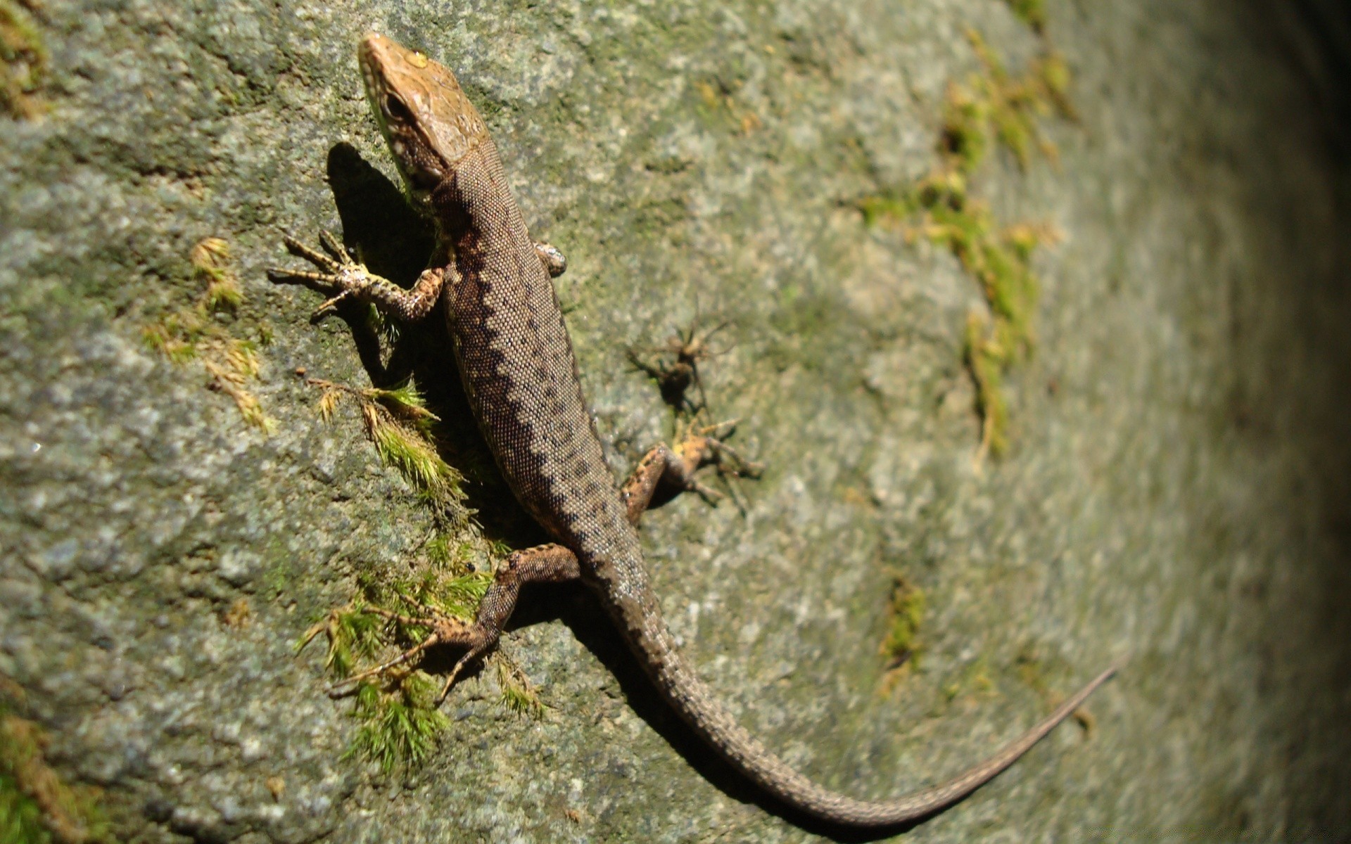 sürüngenler ve kurbağalar kertenkele gazoo doğa bir yaban hayatı açık havada omurgasızlar gün ışığı ağaç yan görünüm hayvan ortamlar kamuflaj ahşap gecko