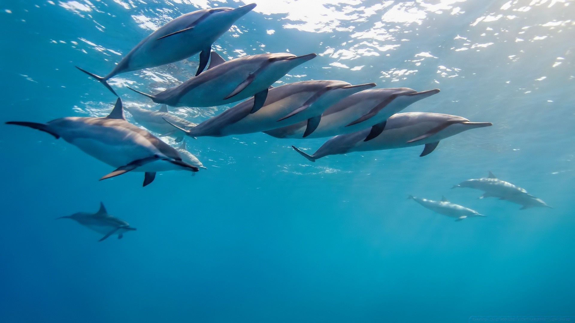 meerestiere unterwasser fische schwimmen delphin wasser gebläse shark ozean meer tierwelt tauchen natur marine fin aquarium wal