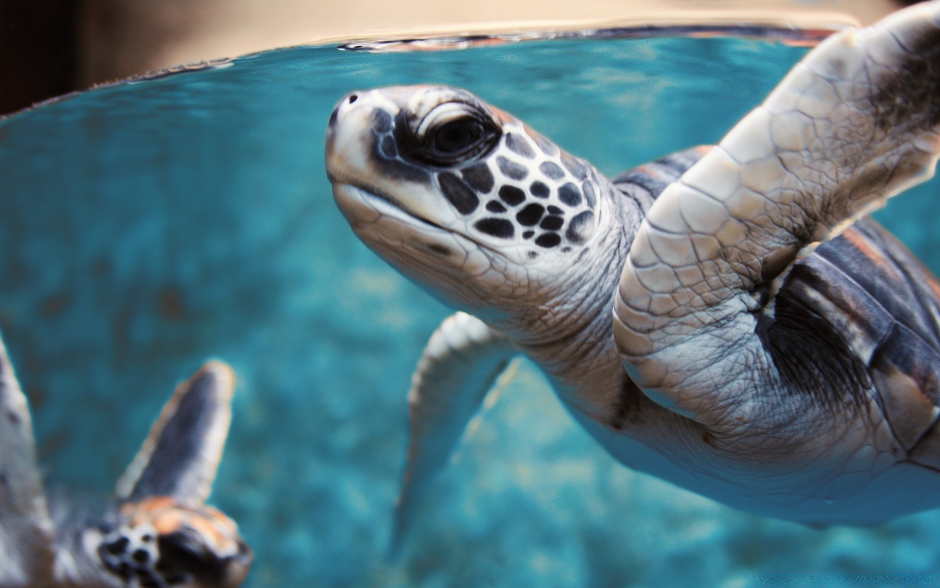 морские животные черепаха подводный плавание гадина дикой природы воды природа один океан рыбы море дайвинг морской животное тропический оболочка зоопарк водный аквариум