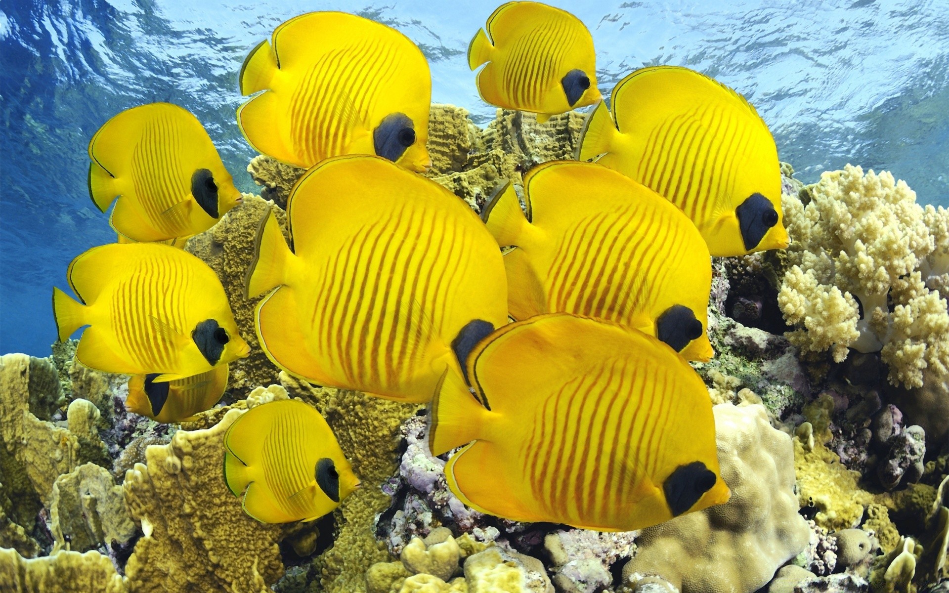 animales marinos submarino océano agua naturaleza mar color tropical escritorio coral viajes peces