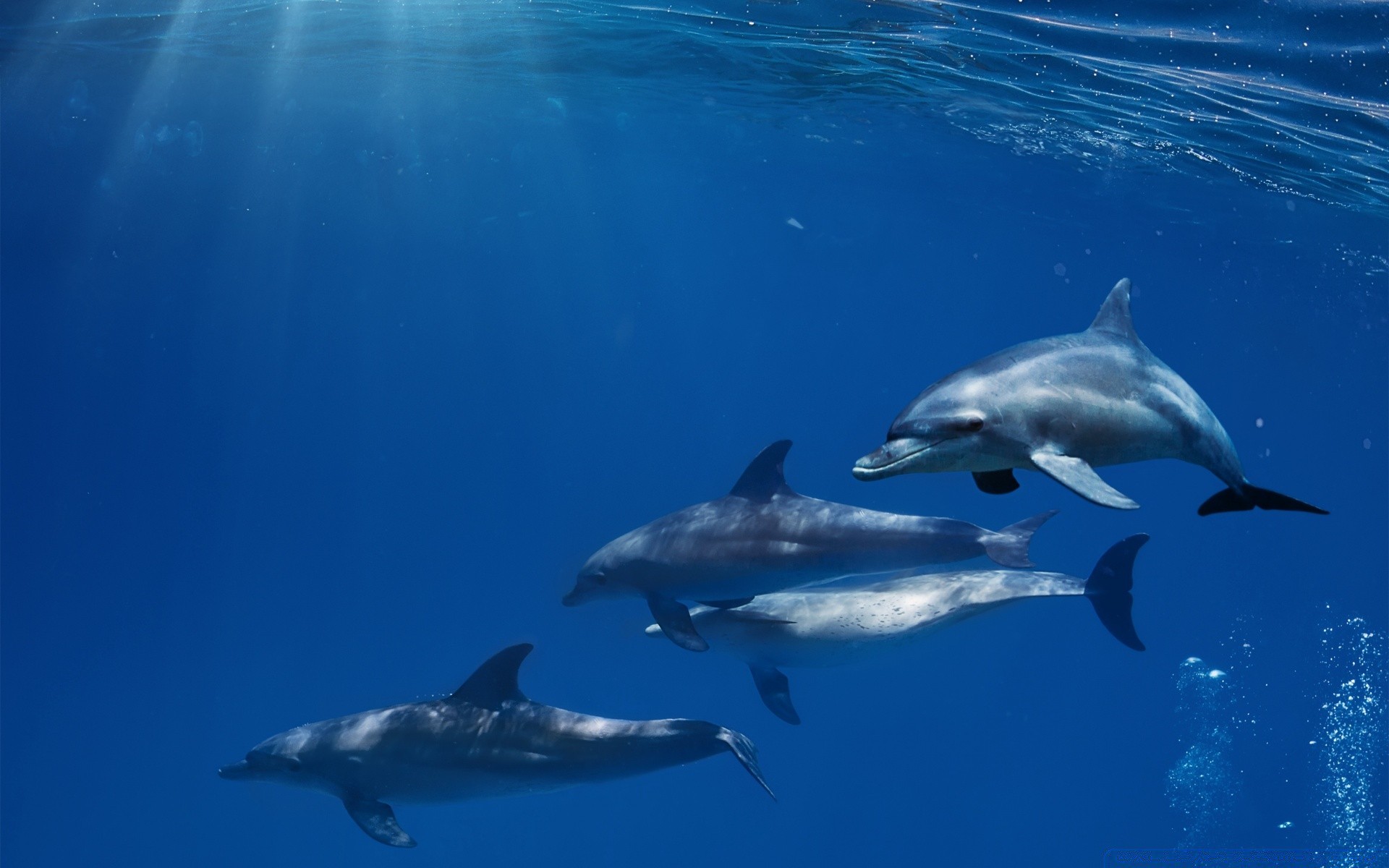 animales marinos soplador de aire delfín ballena submarino natación agua tiburón peces aleta vida silvestre buceo océano mamífero naturaleza al aire libre mar