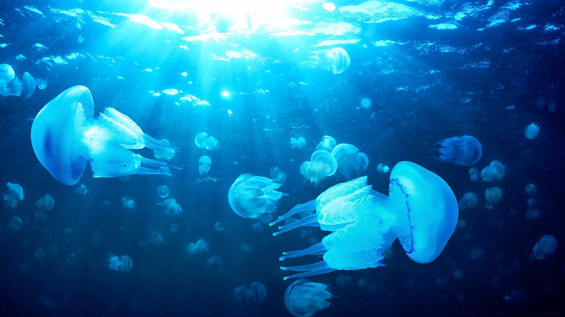 animaux marins sous-marin poissons natation eau méduses océan plongée corail mer faune récif profond aquarium