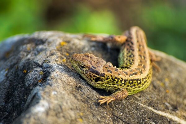 A green lizard on a gray stone