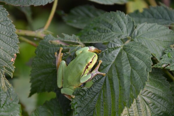 A frog on a green leaf. Nature