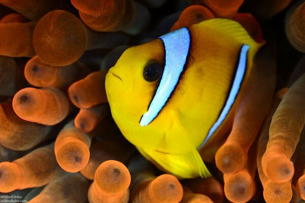 Poisson rayé dans les algues orange