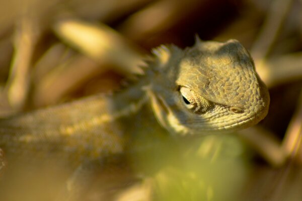 A green reptile is hiding in the grass