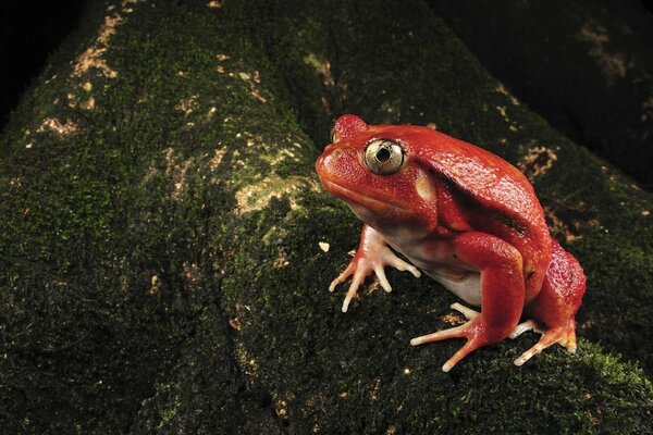 Hermosa rana roja en el fondo de la vida silvestre