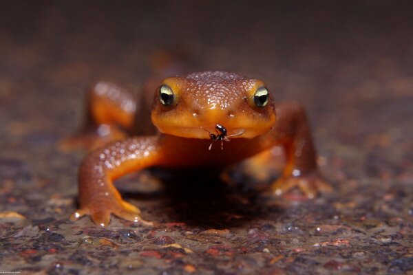 Amphibious amphibians in the wild