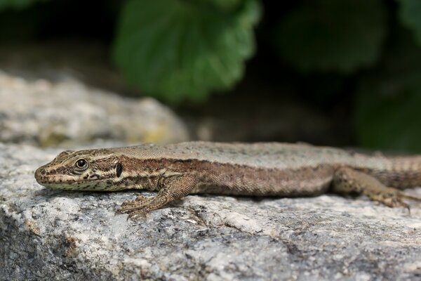 Lézard masqué par l environnement