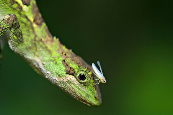 Reptiles en la naturaleza de color verde