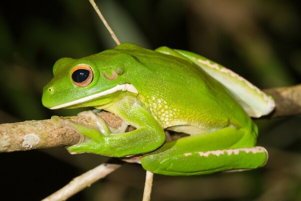 A green frog is hanging on a branch