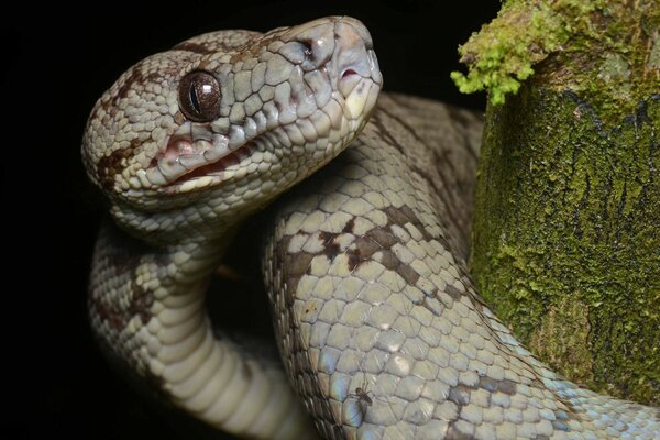 Serpent gris aux yeux bruns