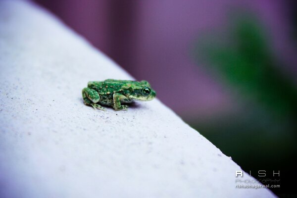 A frog sitting on the edge of a cliff