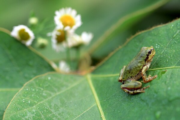 Ein Frosch, der auf einem grünen Blatt sitzt