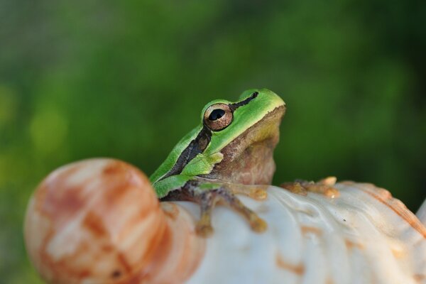 A frog sitting on a shell