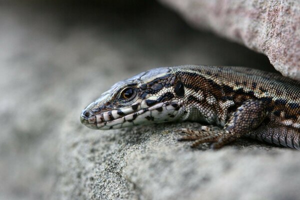 Spotted lizard hunting in rocks