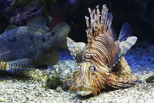 Beau poisson au fond de la mer